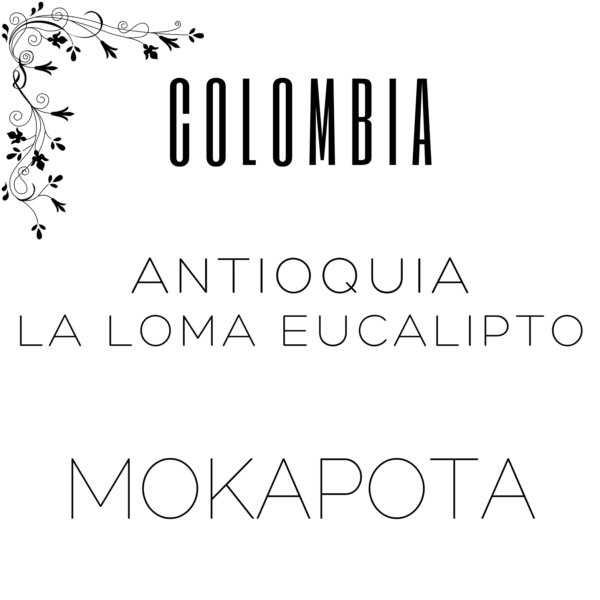 Alternative view of Colombia Antioquia La Loma Eucalipto