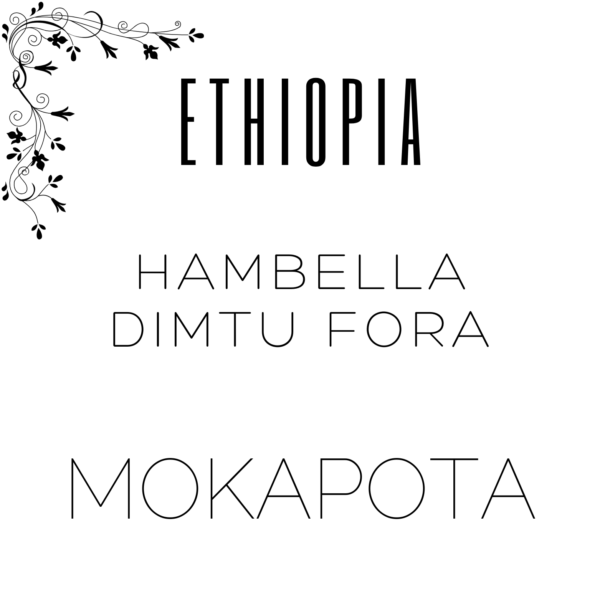 Alternative view of Ethiopia Hambella Dimtu Fora