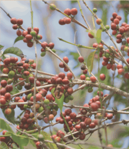 Hambella Dimtu Fora Kahve Kirazları